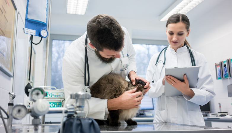 Questions to Ask Before Choosing a Vet Hospital